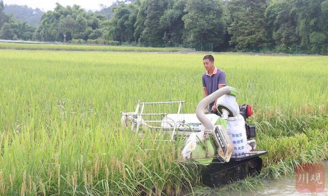 引领农业新潮流——全新高效小型水稻收割神器